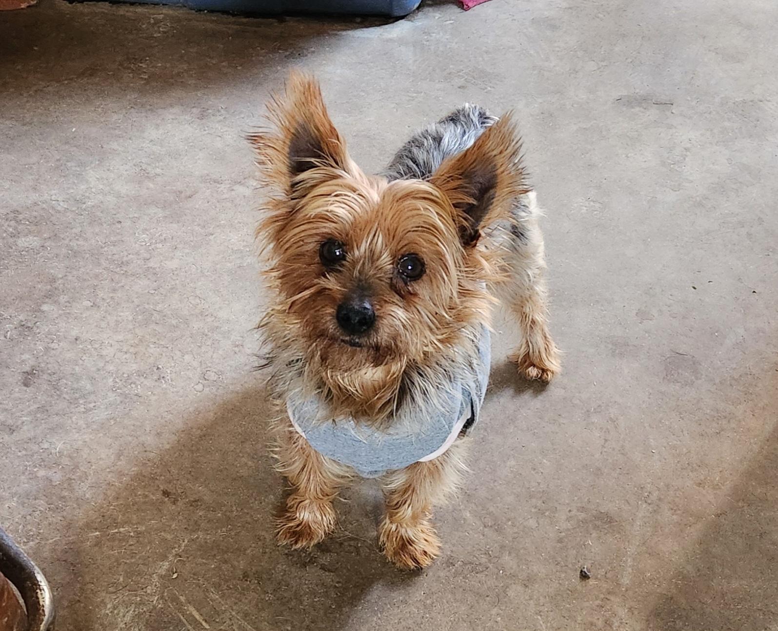 Hazel, ADOPTABLE, Adult Female Yorkshire Terrier.