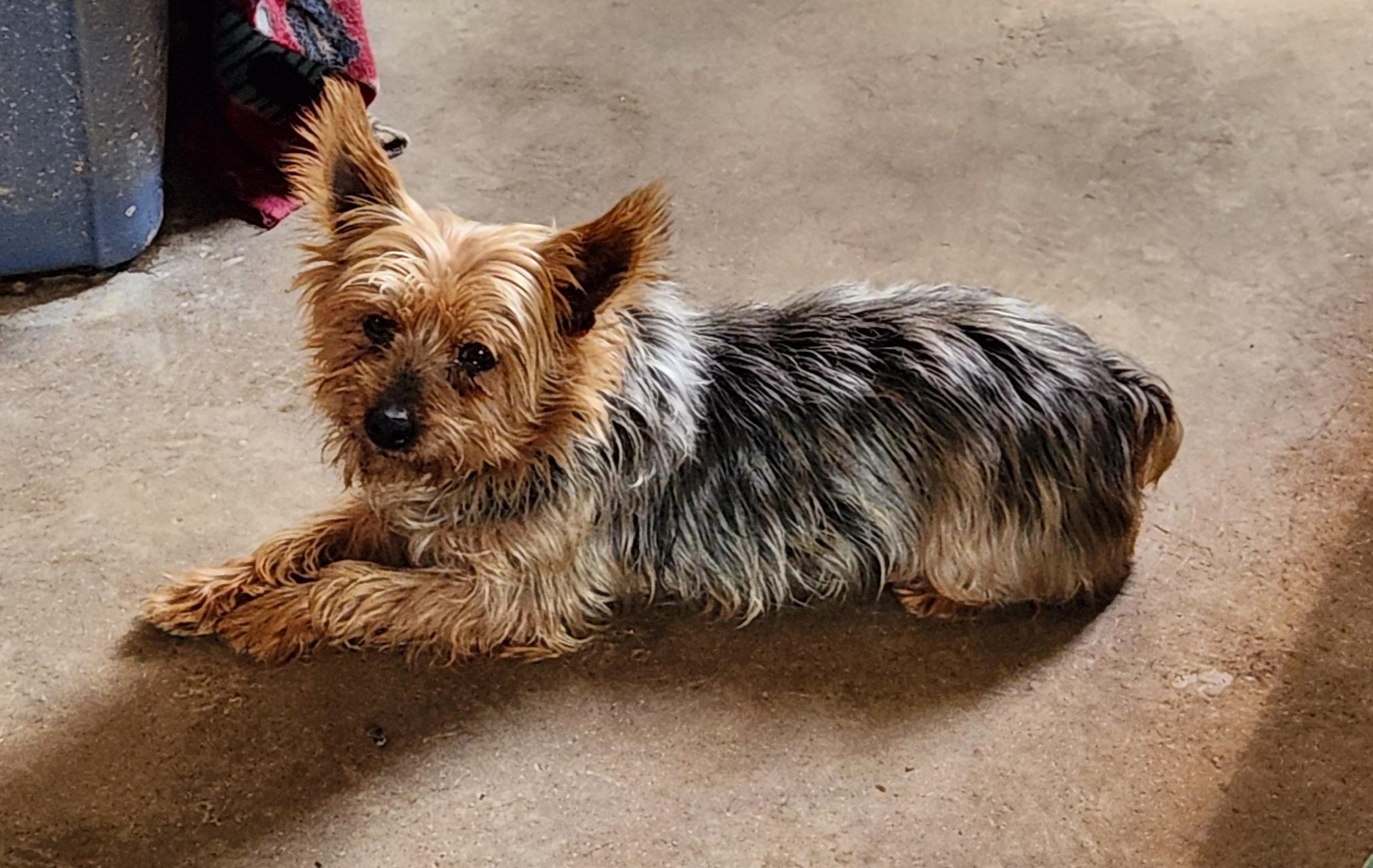 Enlarge Hazel, a ADOPTABLE Yorkshire Terrier in Zanesville, OH image 3/3