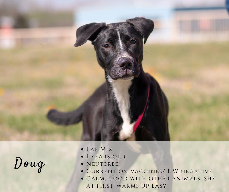 Enlarge Doug, a ADOPTABLE mixed breed in Junction City, KS image 1/1