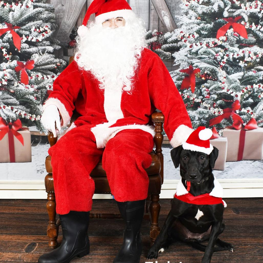 Enlarge Ebbie, a Adoptable mixed breed in Parkersburg, WV image 1/4