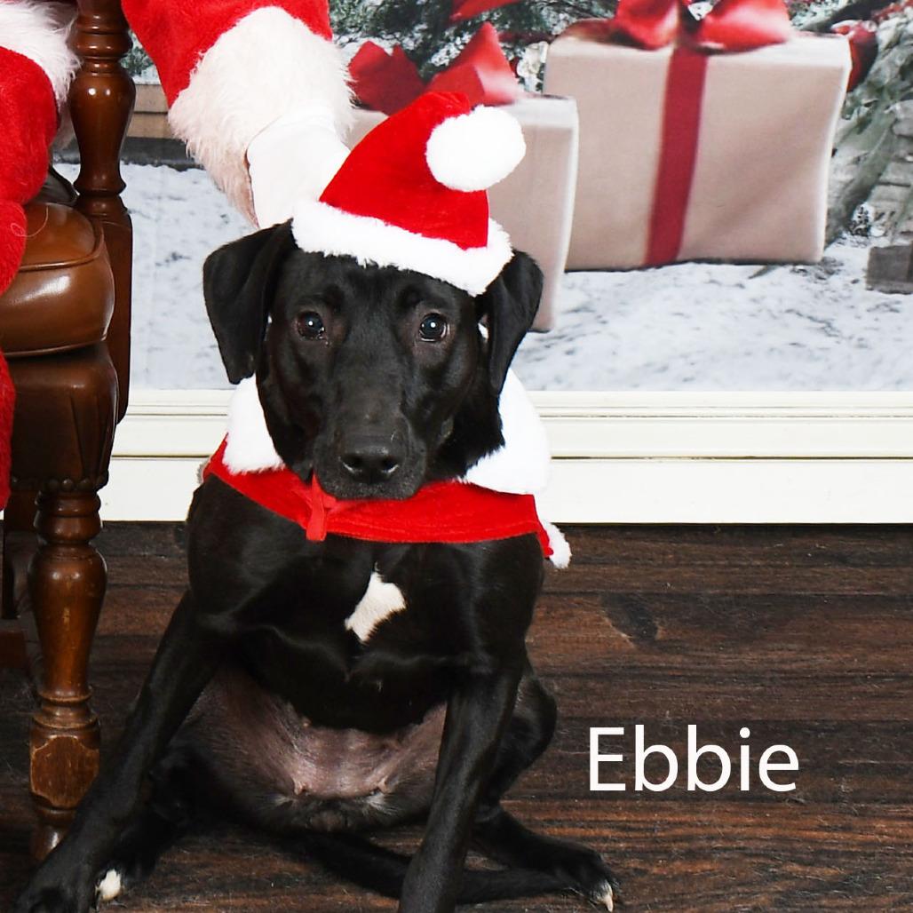 Enlarge Ebbie, a Adoptable mixed breed in Parkersburg, WV image 2/4
