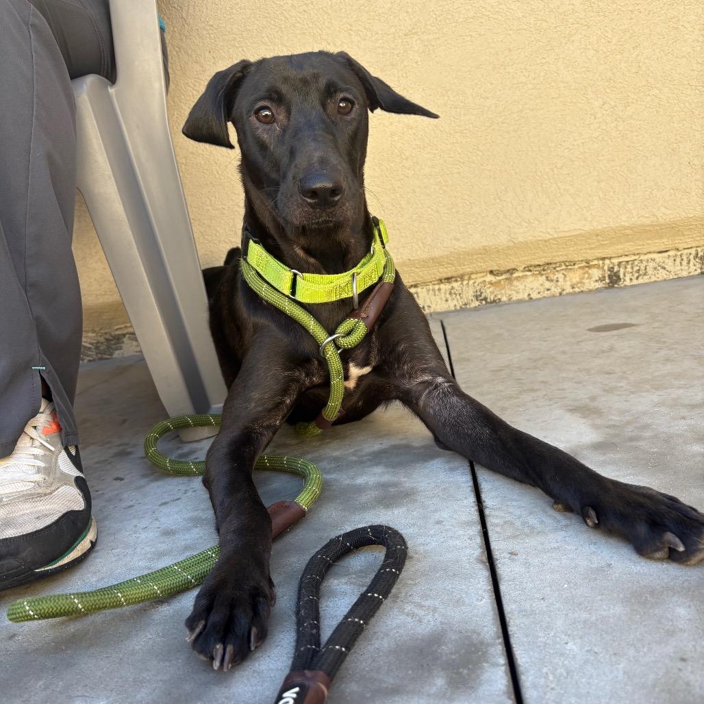 Enlarge Ebbie, a Adoptable mixed breed in Parkersburg, WV image 3/4