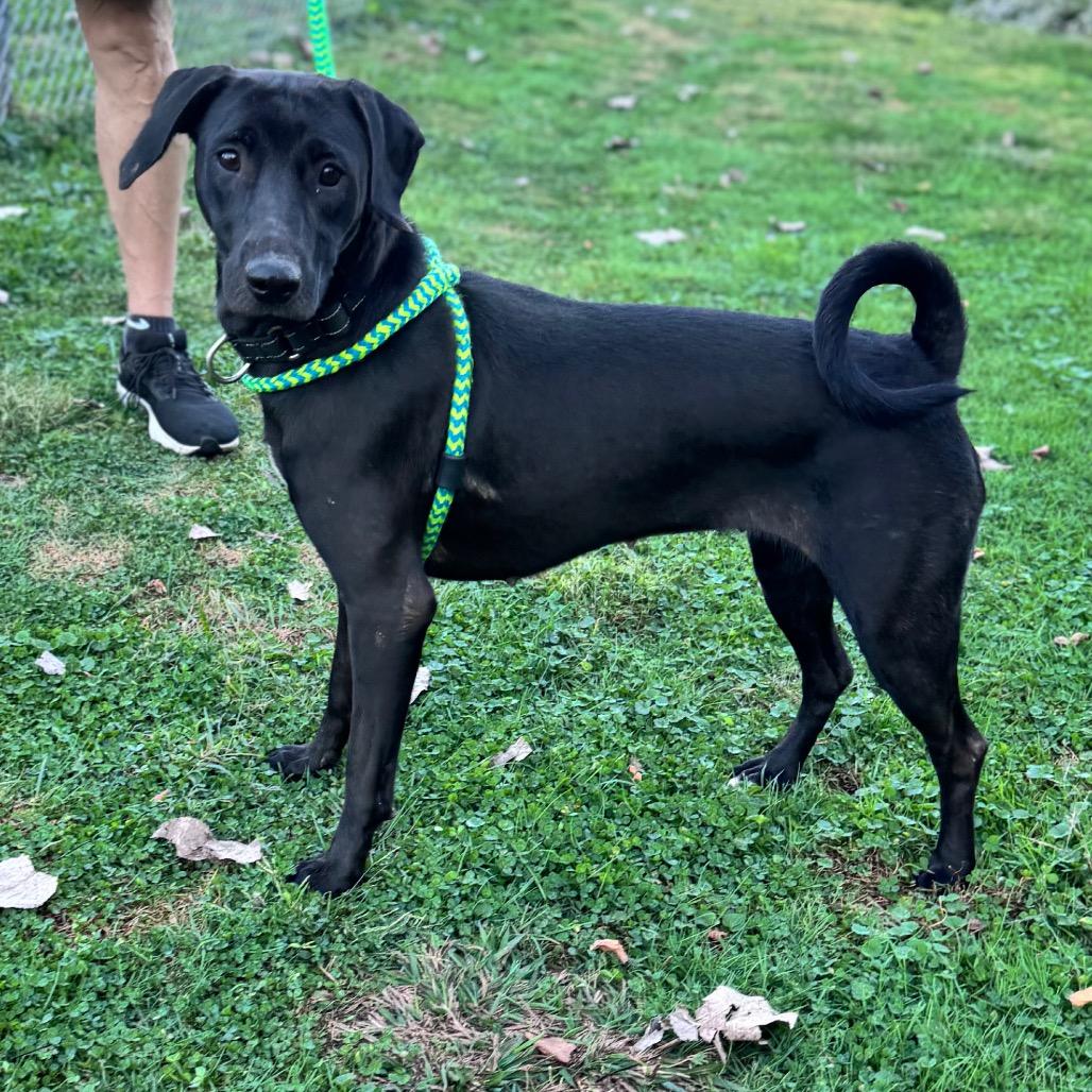 Enlarge Ebbie, a Adoptable mixed breed in Parkersburg, WV image 4/4