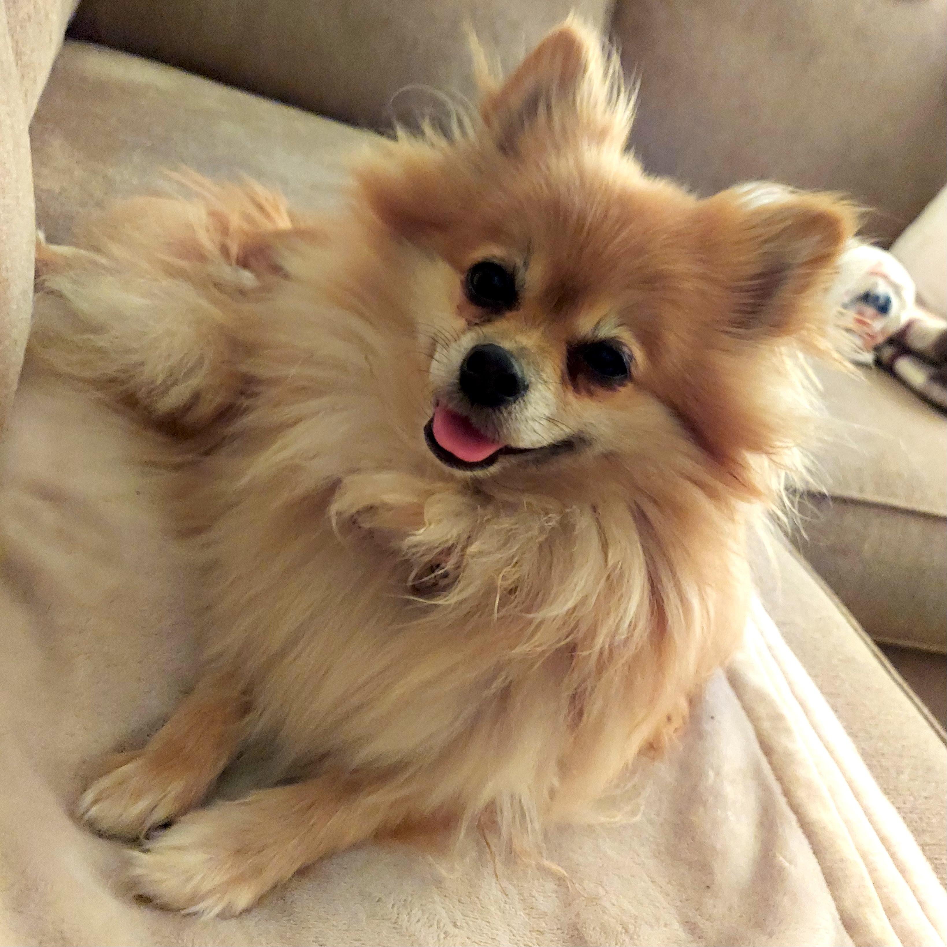 Enlarge Pickles, a ADOPTABLE Pomeranian in Brooklyn, NY image 3/5
