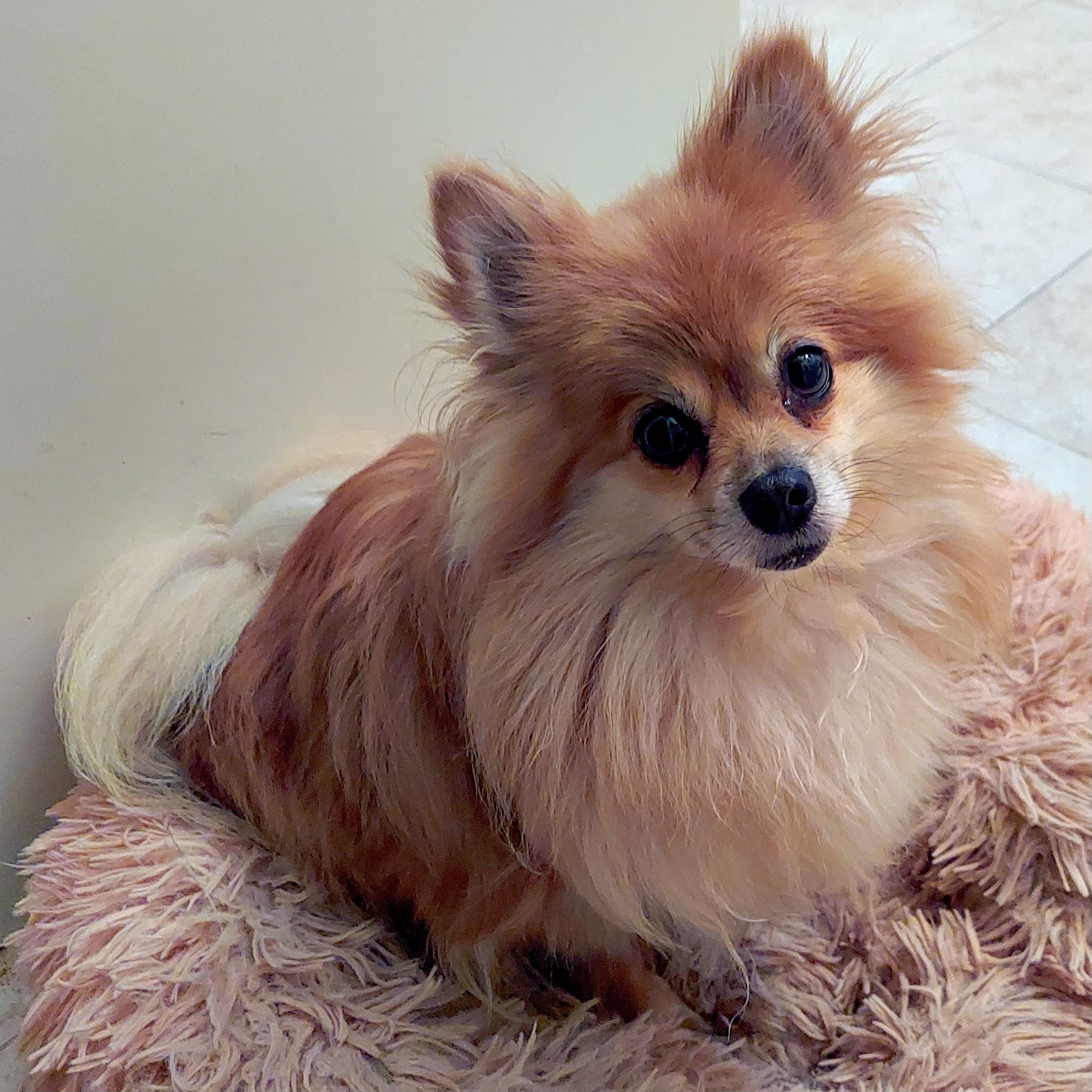 Enlarge Pickles, a ADOPTABLE Pomeranian in Brooklyn, NY image 5/5