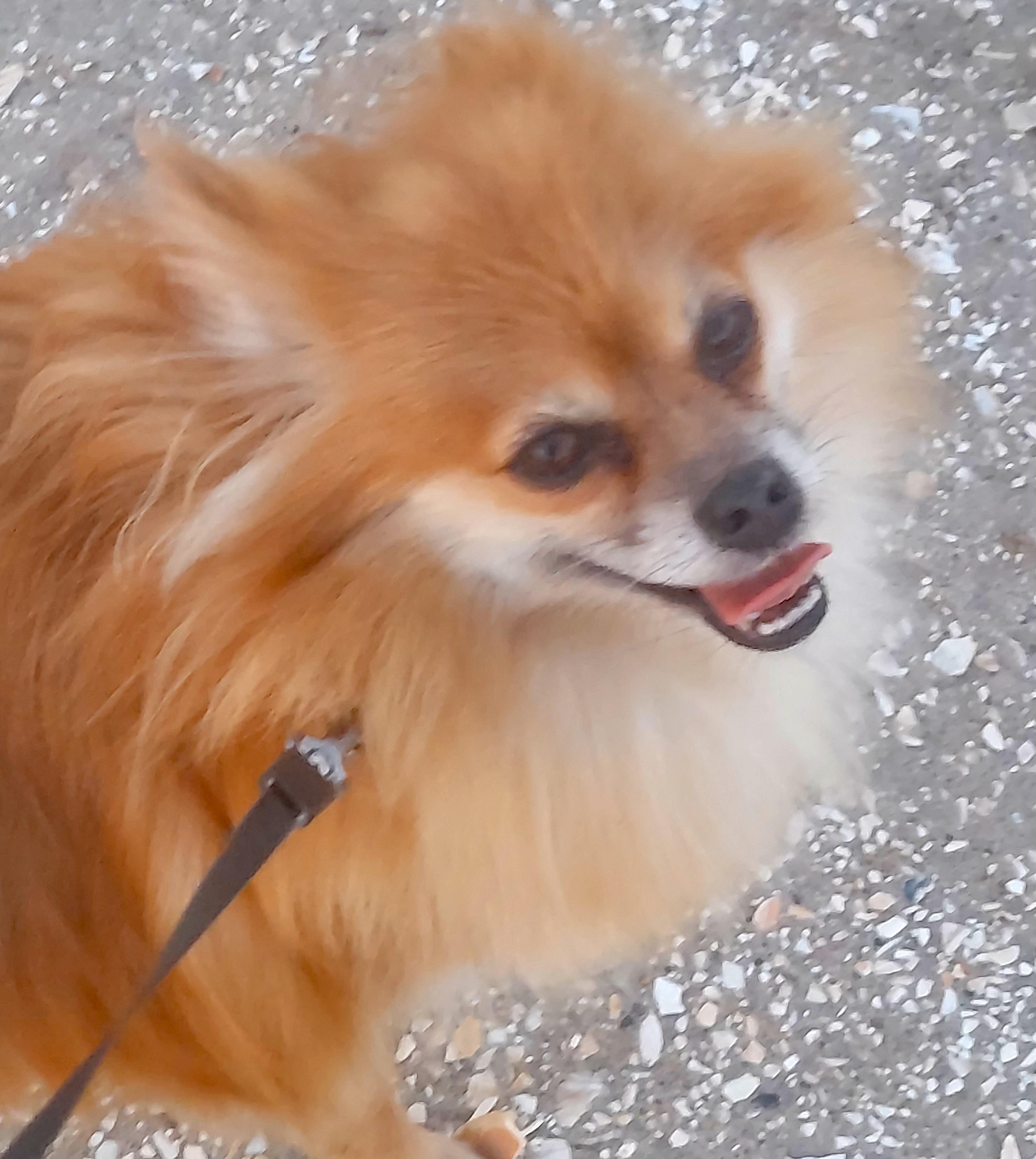 Enlarge Pickles, a ADOPTABLE Pomeranian in Brooklyn, NY image 4/5