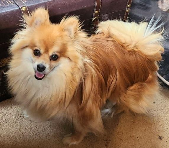 Enlarge Pickles, a ADOPTABLE Pomeranian in Brooklyn, NY image 2/5