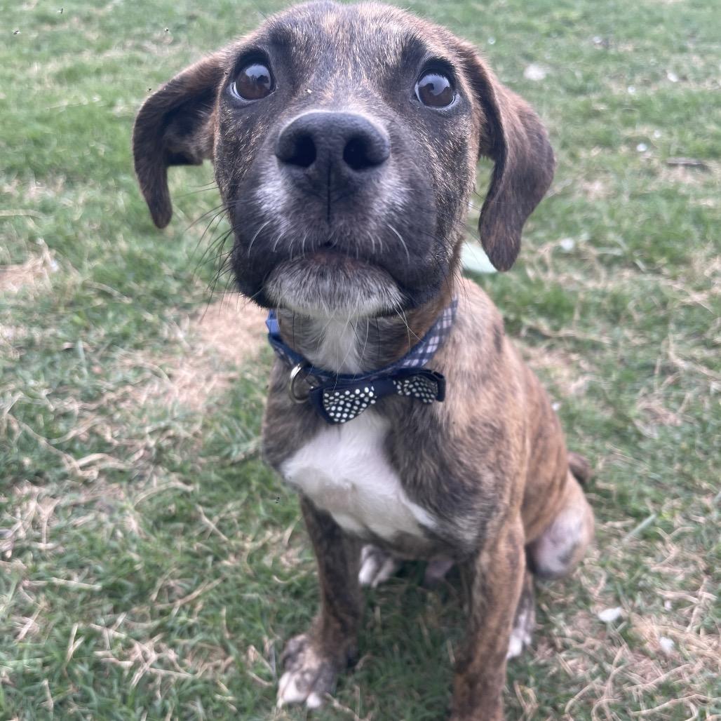 Mayhem, Adoptable, Puppy Male Shepherd & Pit Bull Terrier.