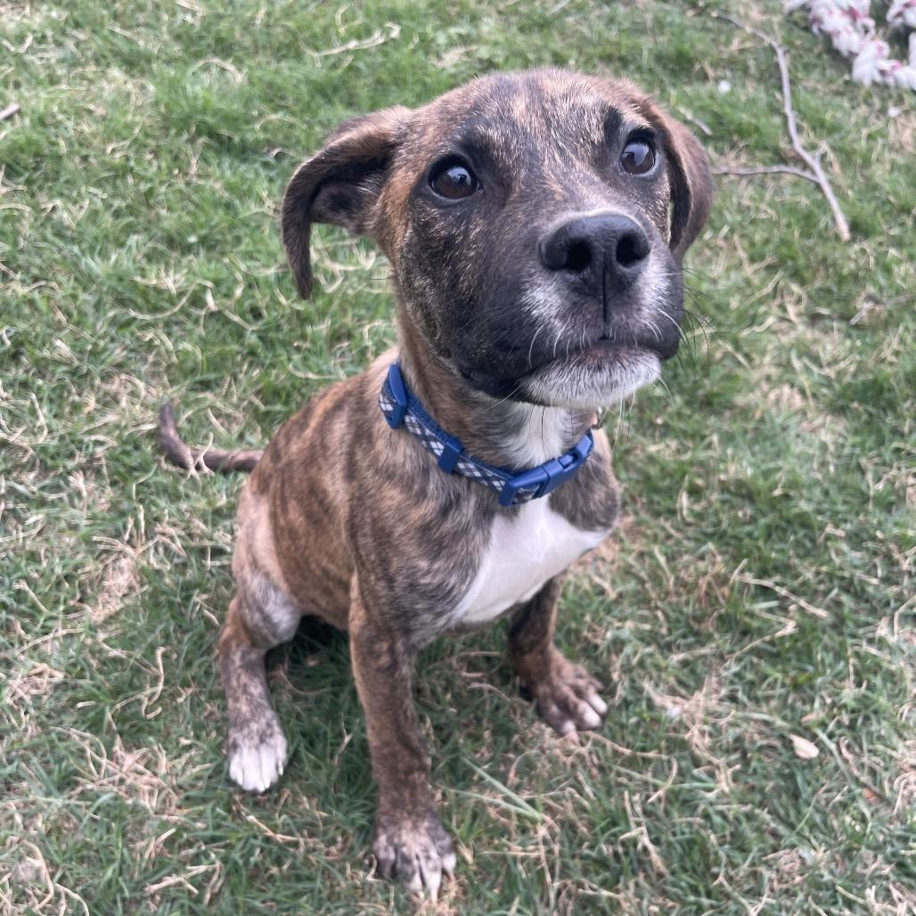 Enlarge Mayhem, a Adoptable mixed breed in Valdosta , GA image 2/6