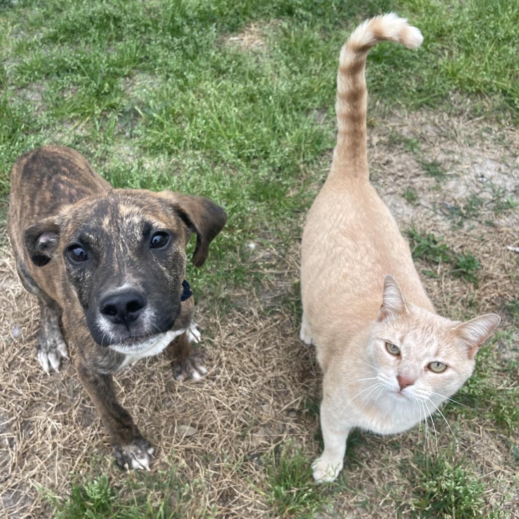 Enlarge Mayhem, a Adoptable mixed breed in Valdosta , GA image 3/6