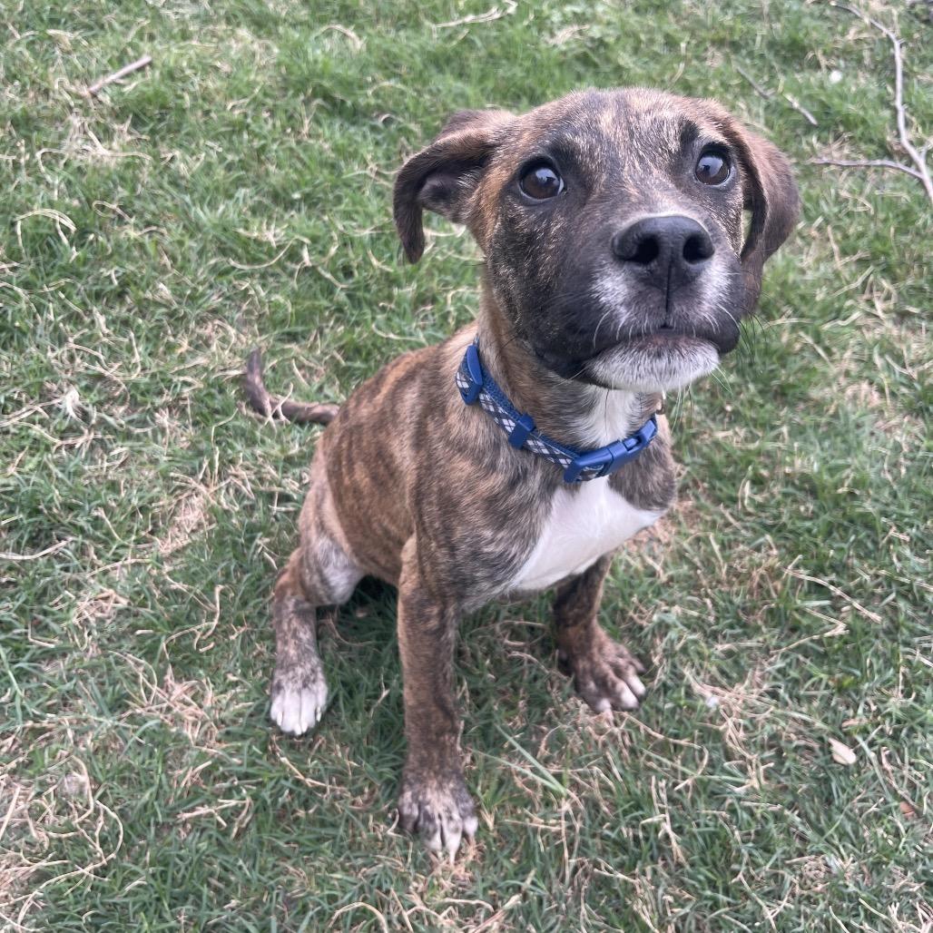 Enlarge Mayhem, a Adoptable mixed breed in Valdosta , GA image 4/6