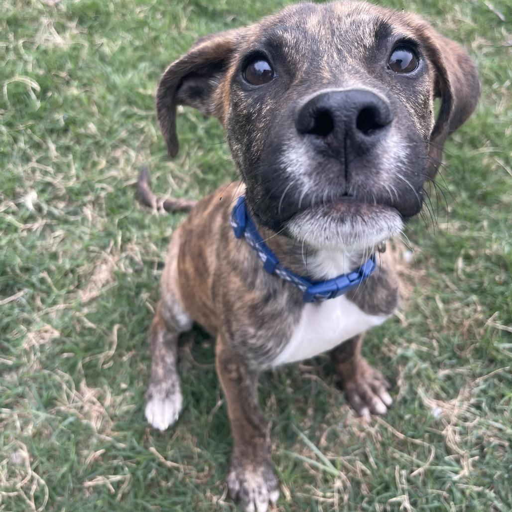 Enlarge Mayhem, a Adoptable mixed breed in Valdosta , GA image 5/6