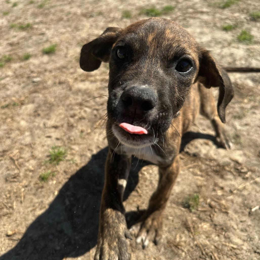 Enlarge Mayhem, a Adoptable mixed breed in Valdosta , GA image 6/6