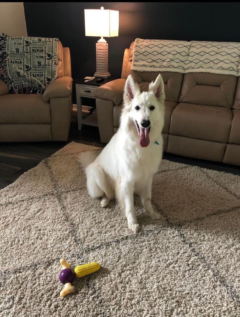 Luka, a Adopted White German Shepherd in Delray Beach, FL image 1/3