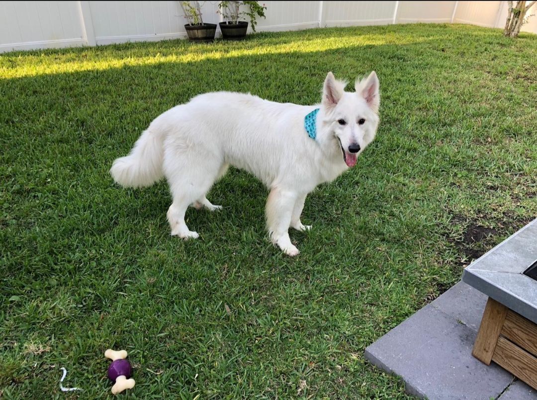Luka, a Adopted White German Shepherd in Delray Beach, FL image 2/3