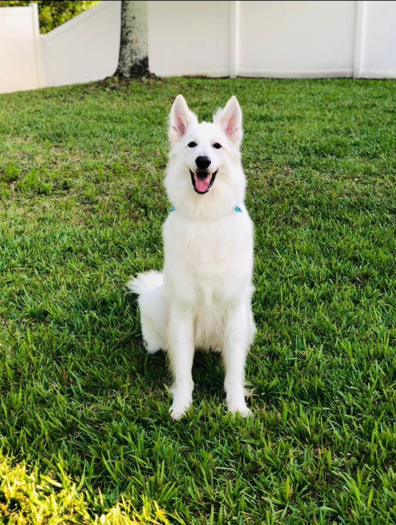 Luka, a Adopted White German Shepherd in Delray Beach, FL image 3/3
