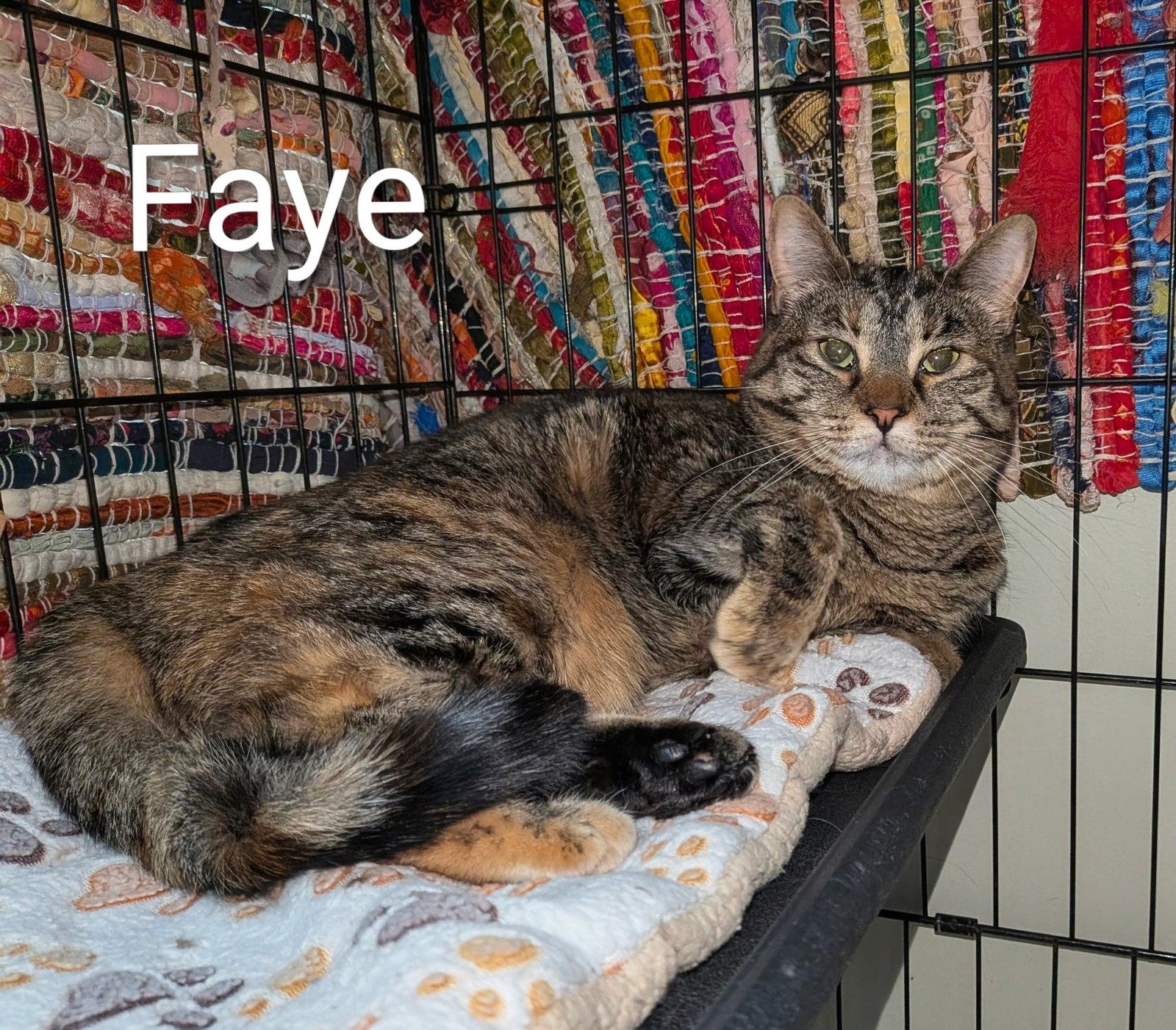 Enlarge Faye, a Adoptable Domestic Short Hair in Lake Saint Louis, MO image 1/1