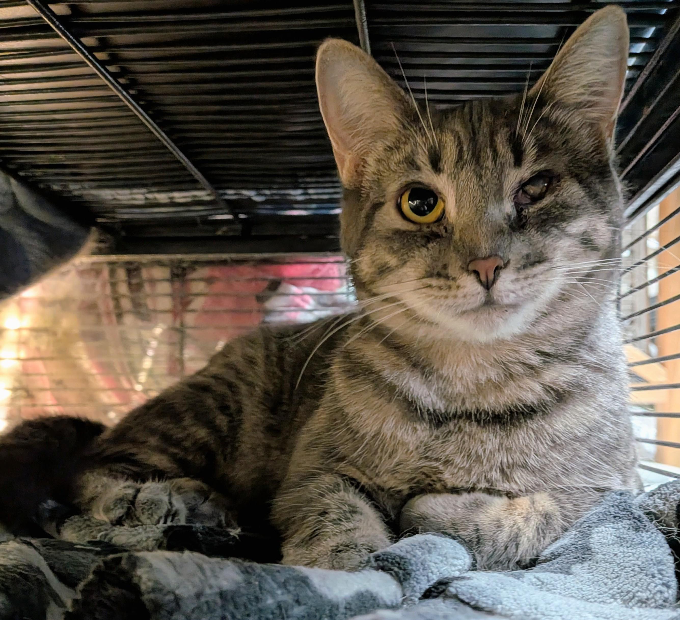 Enlarge MATILDA (bonded with GABRIELLA), a Adoptable Domestic Short Hair in Tillsonburg, ON image 1/6