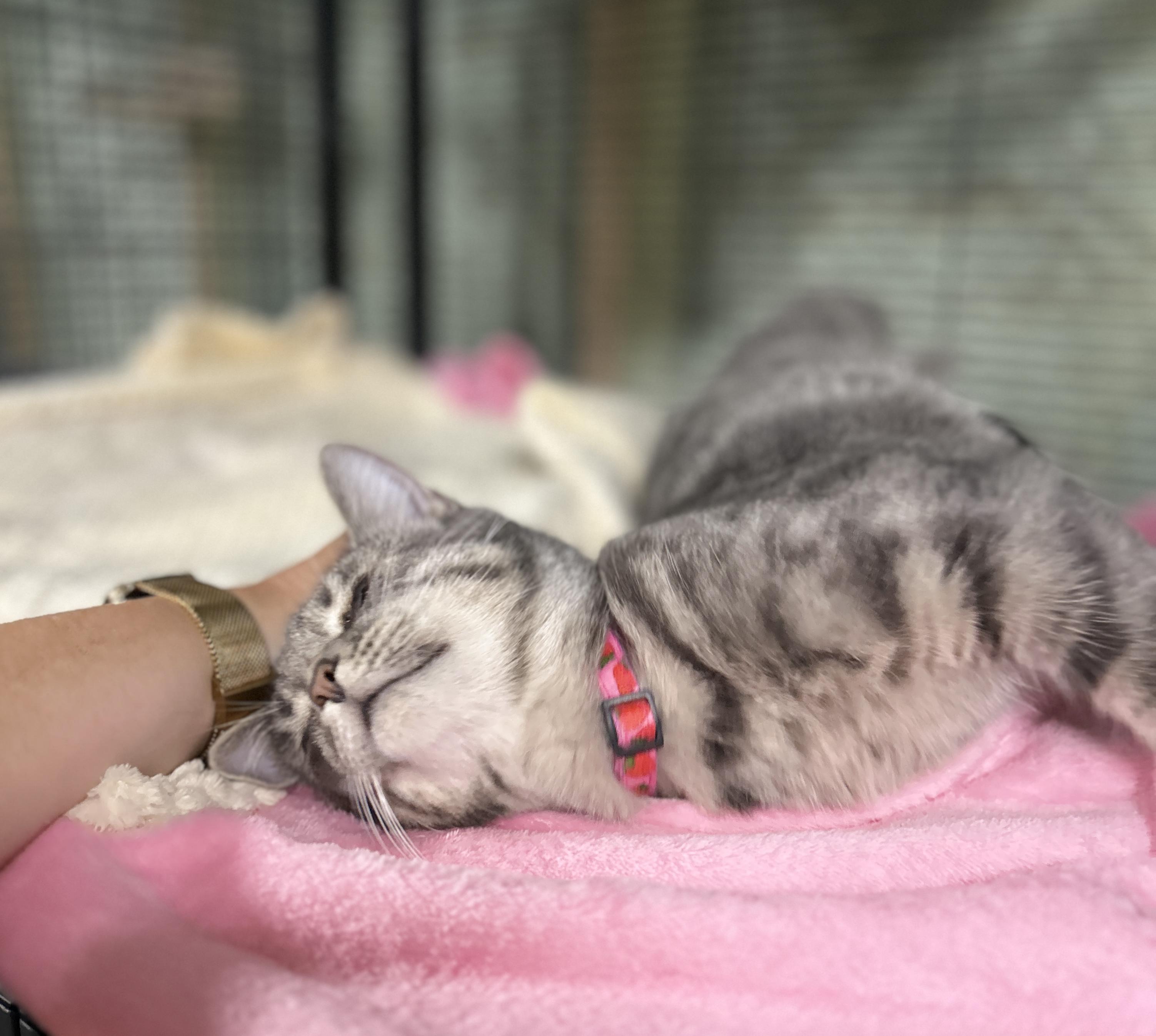 MATILDA (bonded with GABRIELLA), Adoptable, Adult Female Domestic Short Hair.