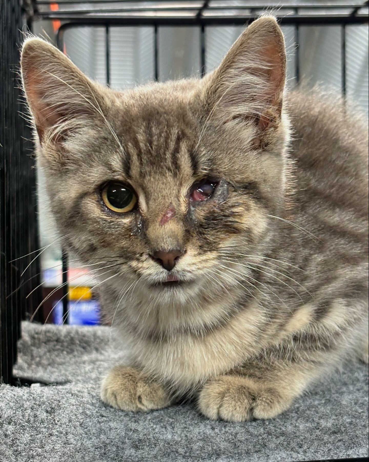 MATILDA (bonded with GABRIELLA), Adoptable, Young Female Domestic Short Hair.