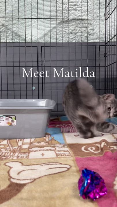 Enlarge MATILDA (bonded with GABRIELLA), a Adoptable Domestic Short Hair in Tillsonburg, ON video 6/6