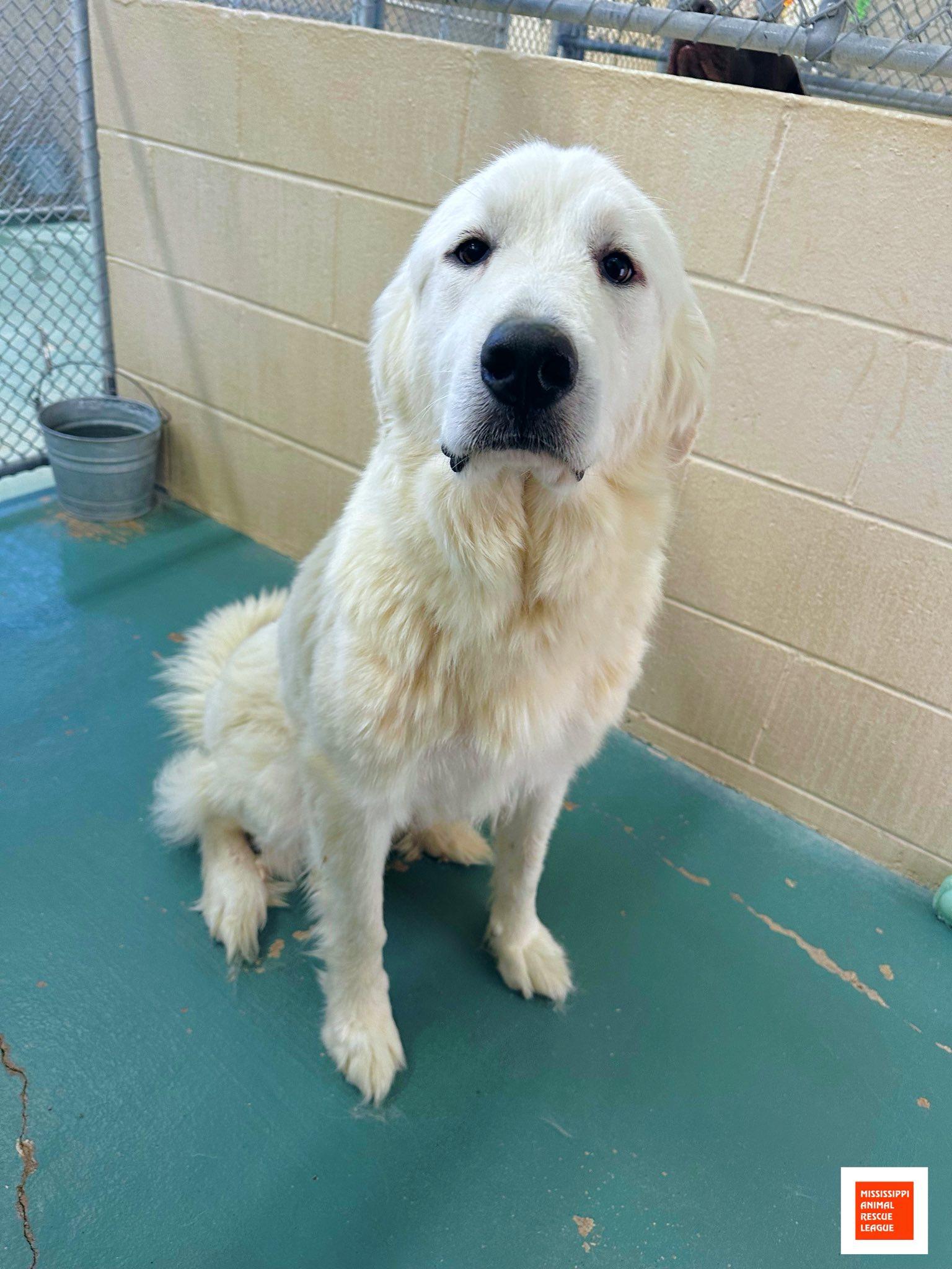 China, adopted, Adult Female Great Pyrenees.