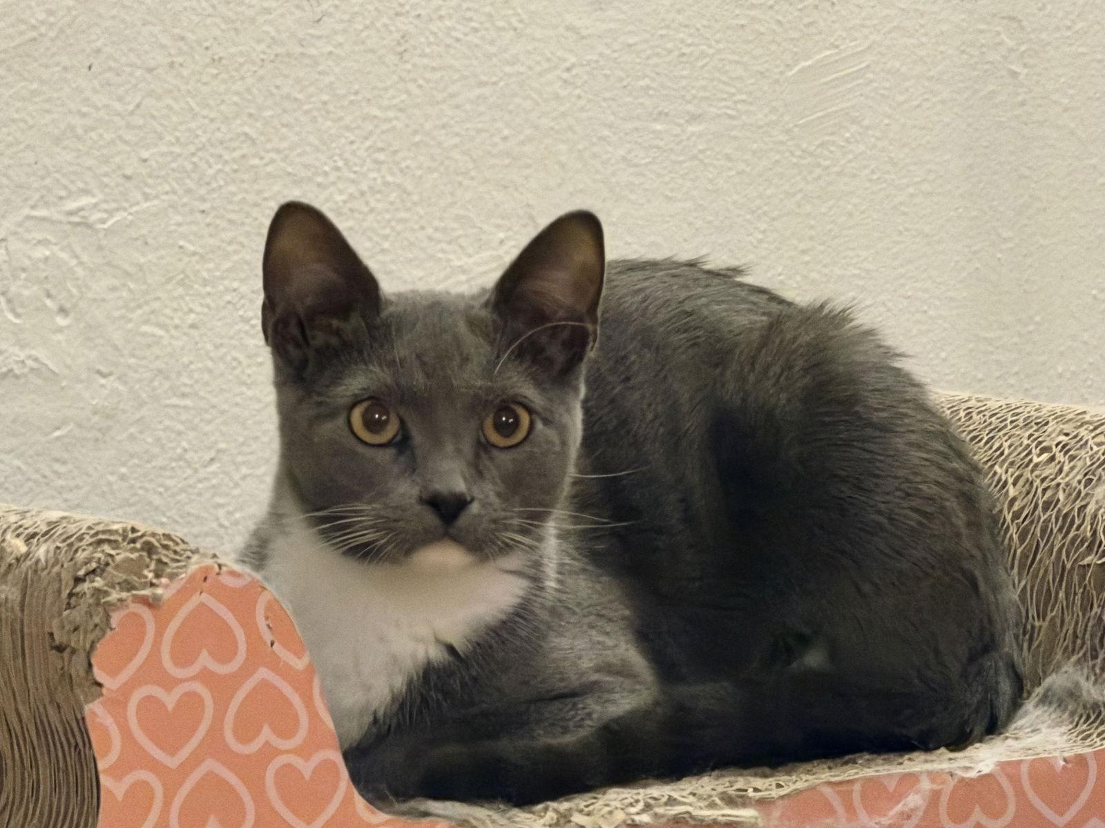 Enlarge Jack, a Adoptable Domestic Short Hair in Minneapolis, MN image 2/3