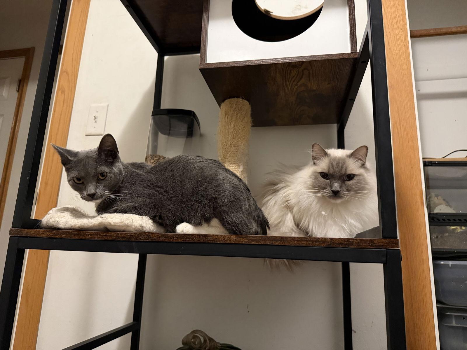 Enlarge Jack, a Adoptable Domestic Short Hair in Minneapolis, MN image 3/3