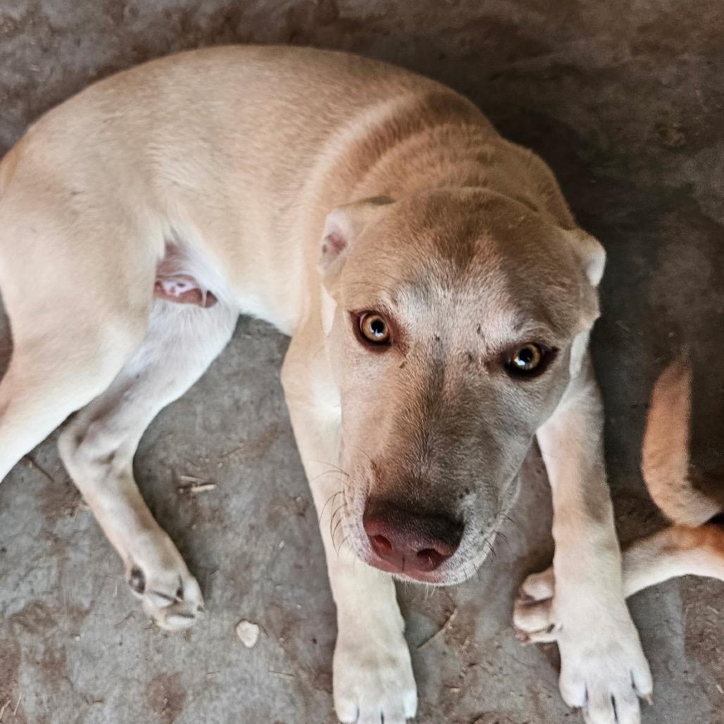 Davy, Adoptable, Puppy Male Cattle Dog.