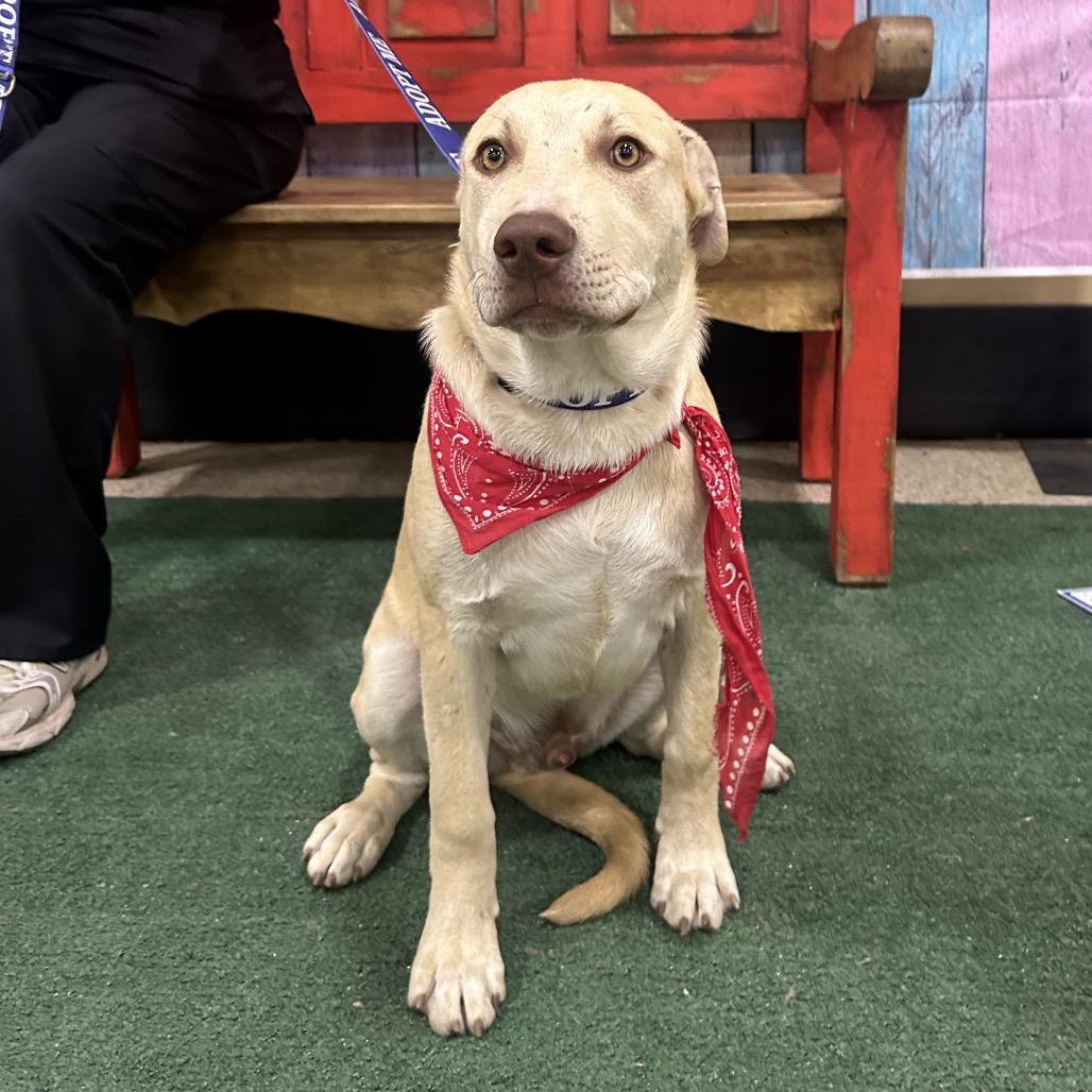 Davy, a Adoptable Cattle Dog in Midland, TX image 2/2