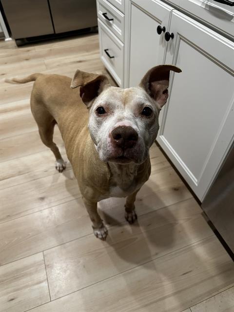 TT, Adoptable, Senior Female Pit Bull Terrier.