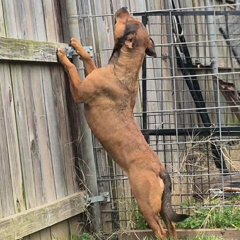 Maggie, Adoptable, Adult Female Shepherd & Mixed Breed.