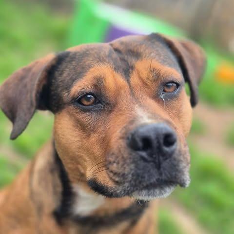 Maggie, a Adoptable mixed breed in Dover, AR image 2/3