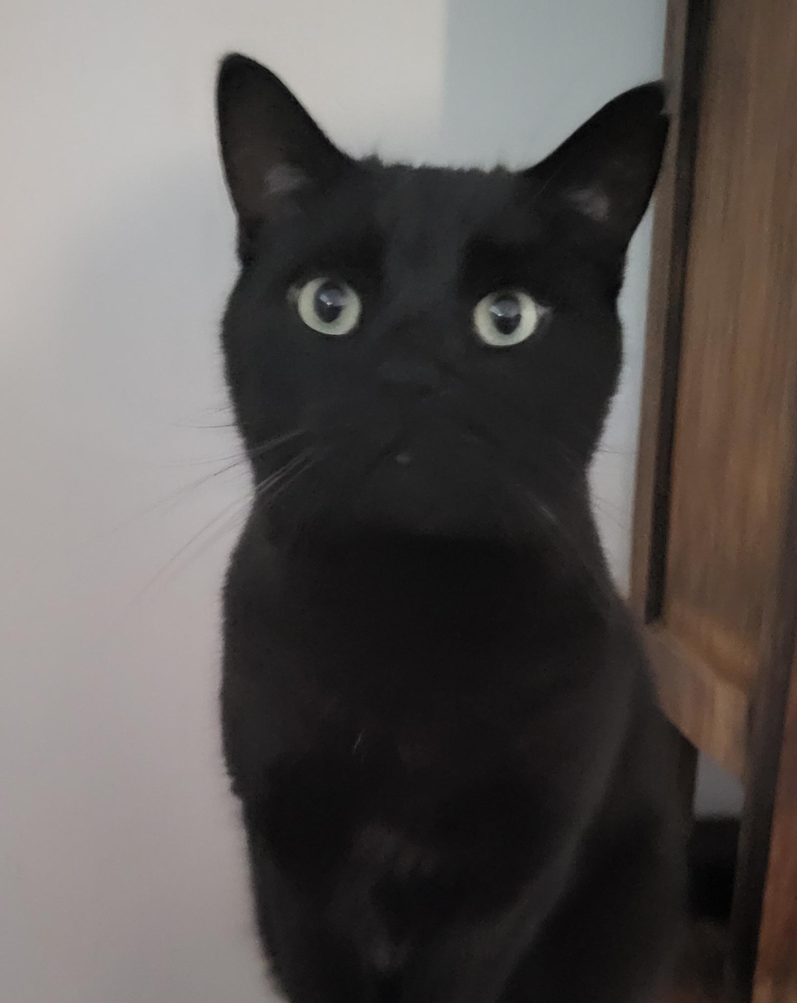 Chandler, an adoptable Domestic Short Hair in Scarborough, ON_image-1