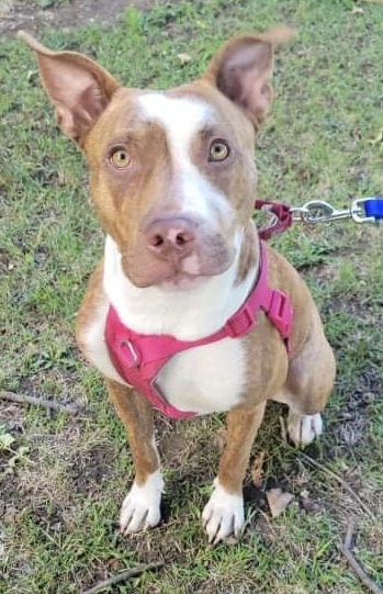 Zalia, a Adoptable mixed breed in Pointe-Claire, QC image 1/9