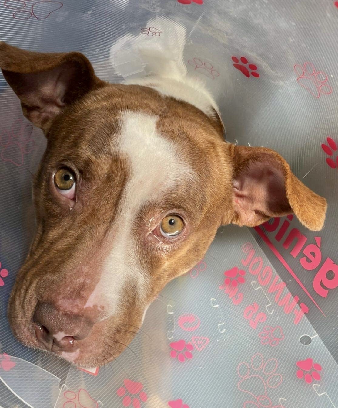 Zalia, Adoptable, Adult Female Terrier.