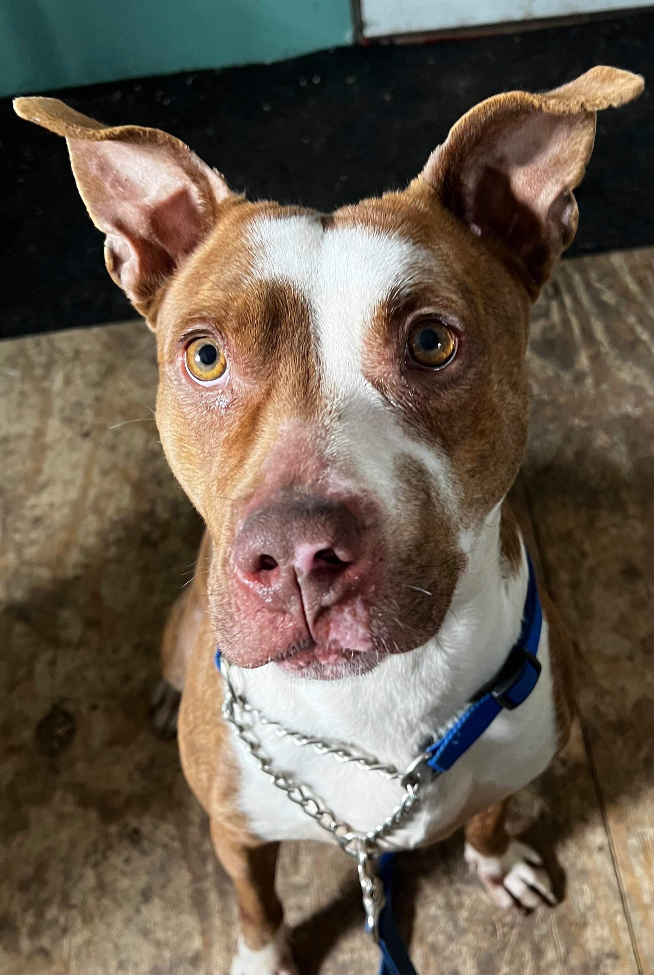 Zalia, a Adoptable mixed breed in Pointe-Claire, QC image 3/9