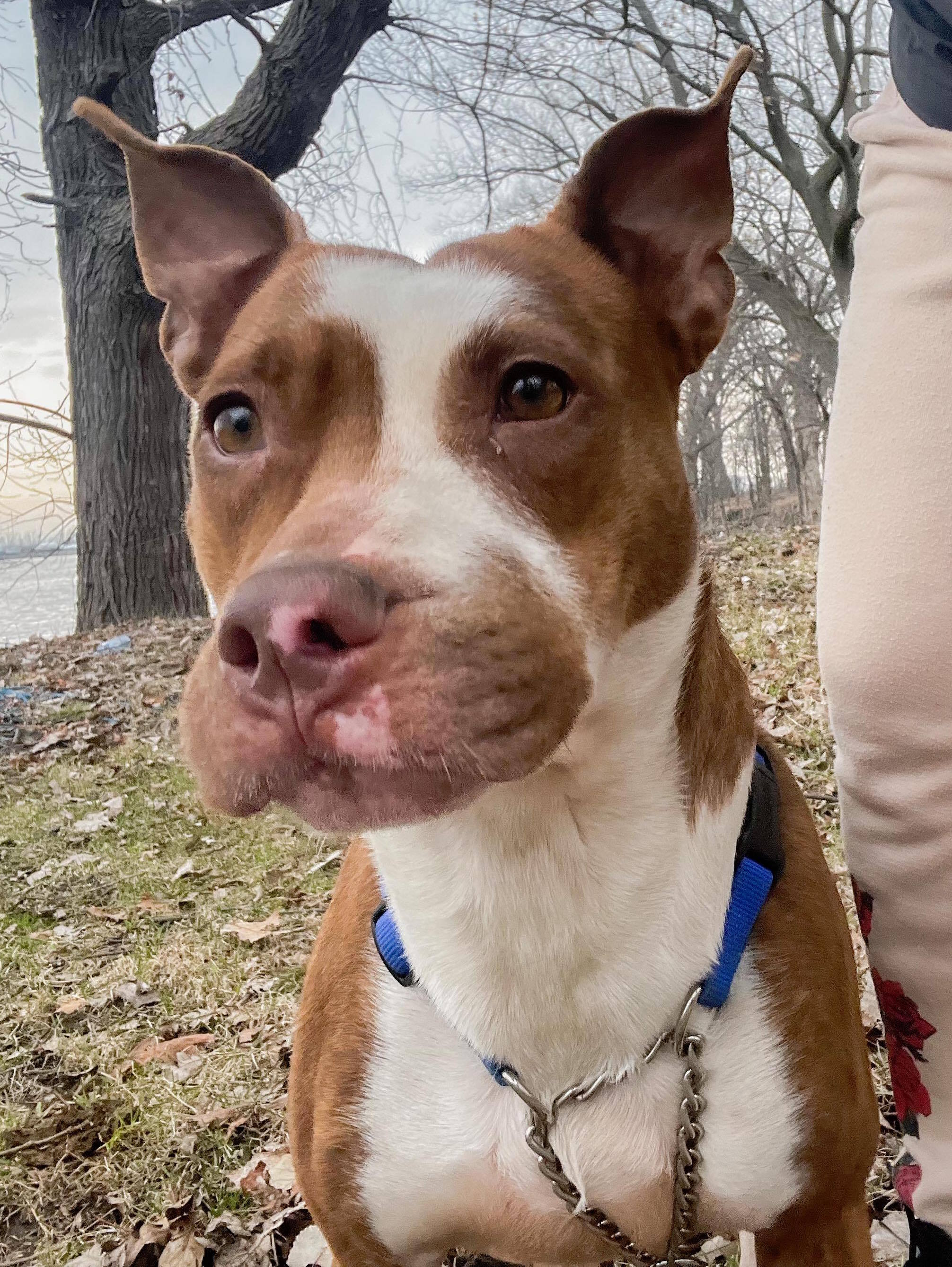 Zalia, a Adoptable mixed breed in Pointe-Claire, QC image 4/9