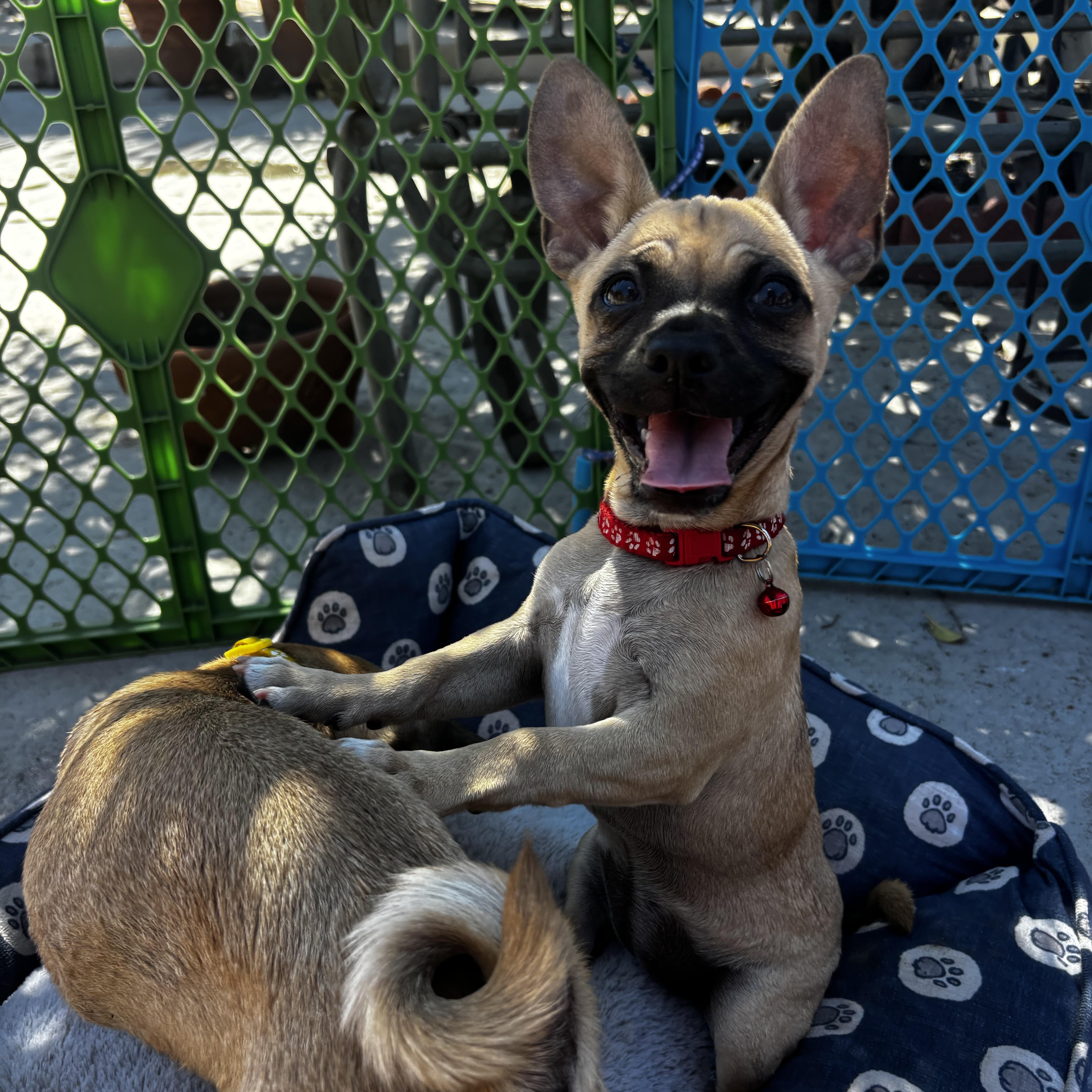 Fiona, an adopted mixed breed in Seal Beach, CA image 2/6