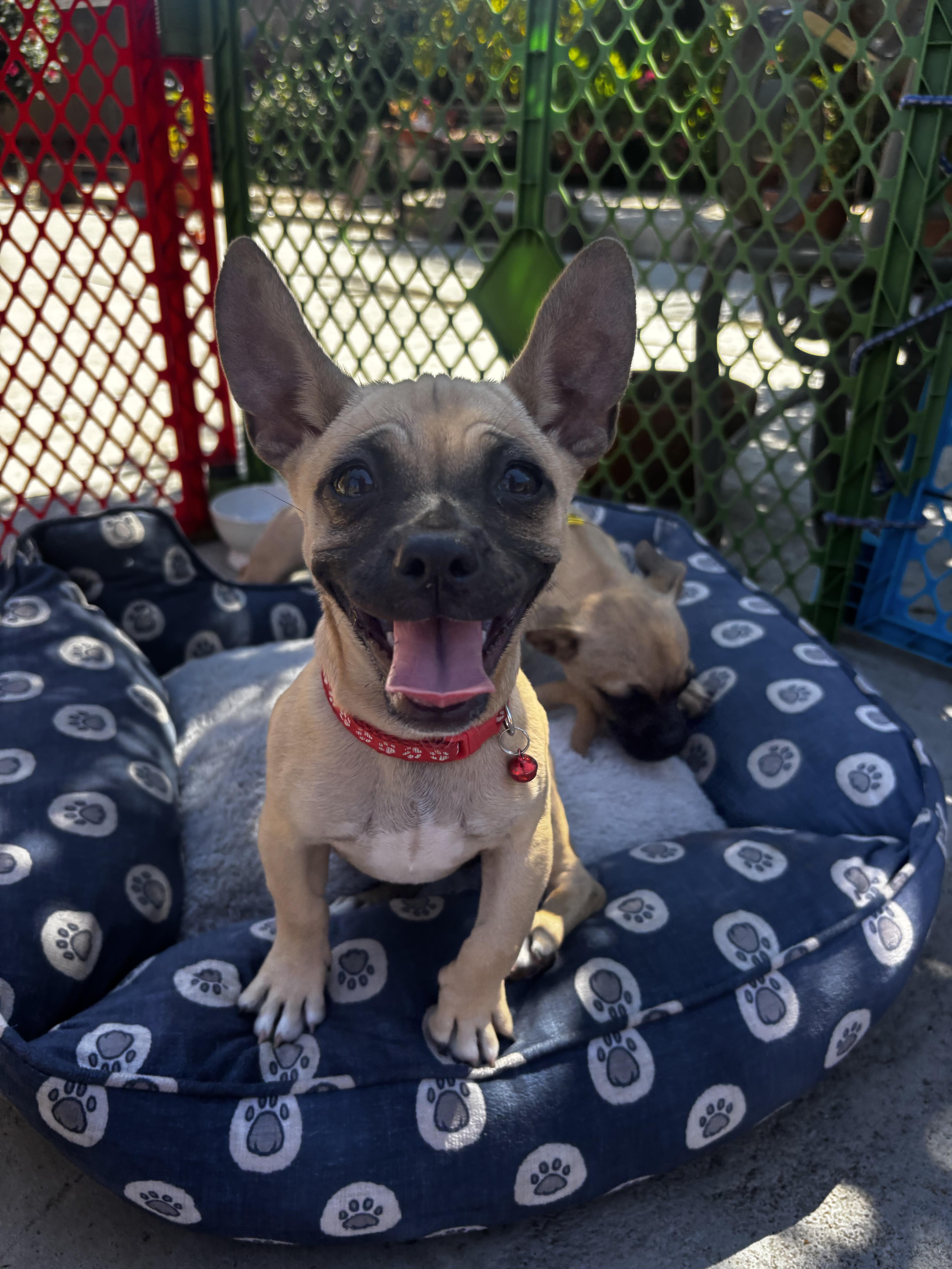 Fiona, an adopted mixed breed in Seal Beach, CA image 3/6