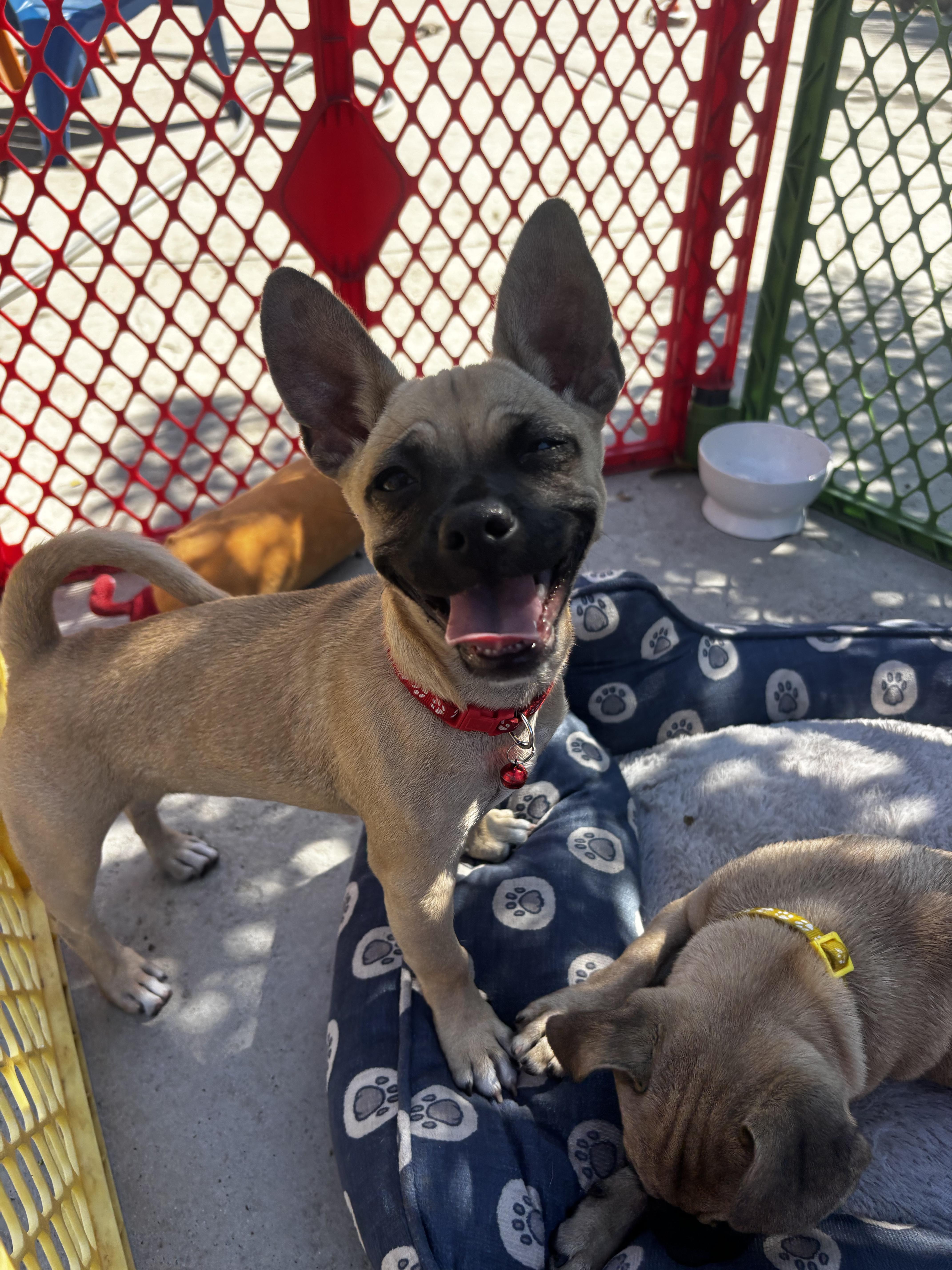 Fiona, an adopted mixed breed in Seal Beach, CA image 4/6