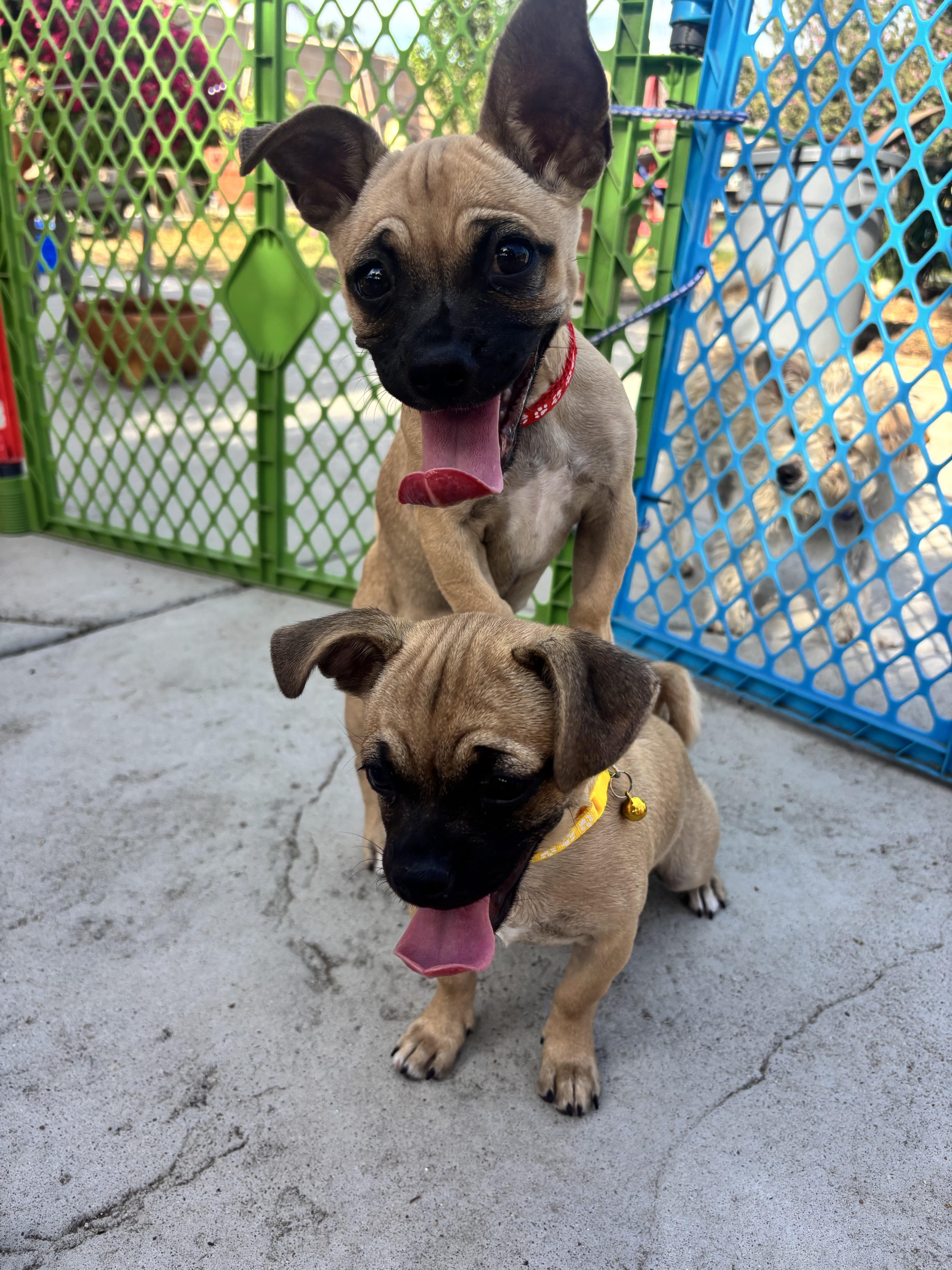Fiona, an adopted mixed breed in Seal Beach, CA image 5/6