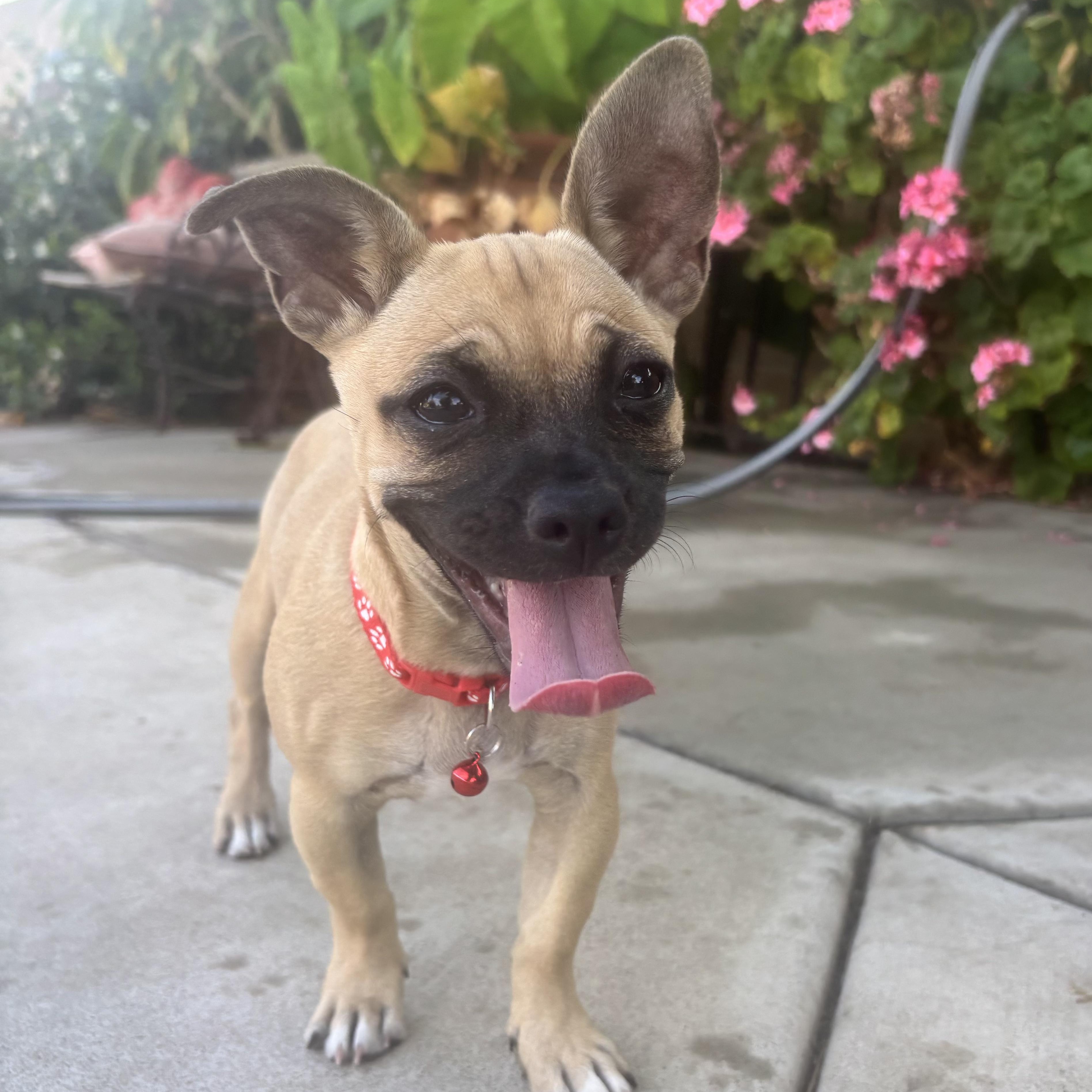 Fiona, an adopted mixed breed in Seal Beach, CA image 1/6