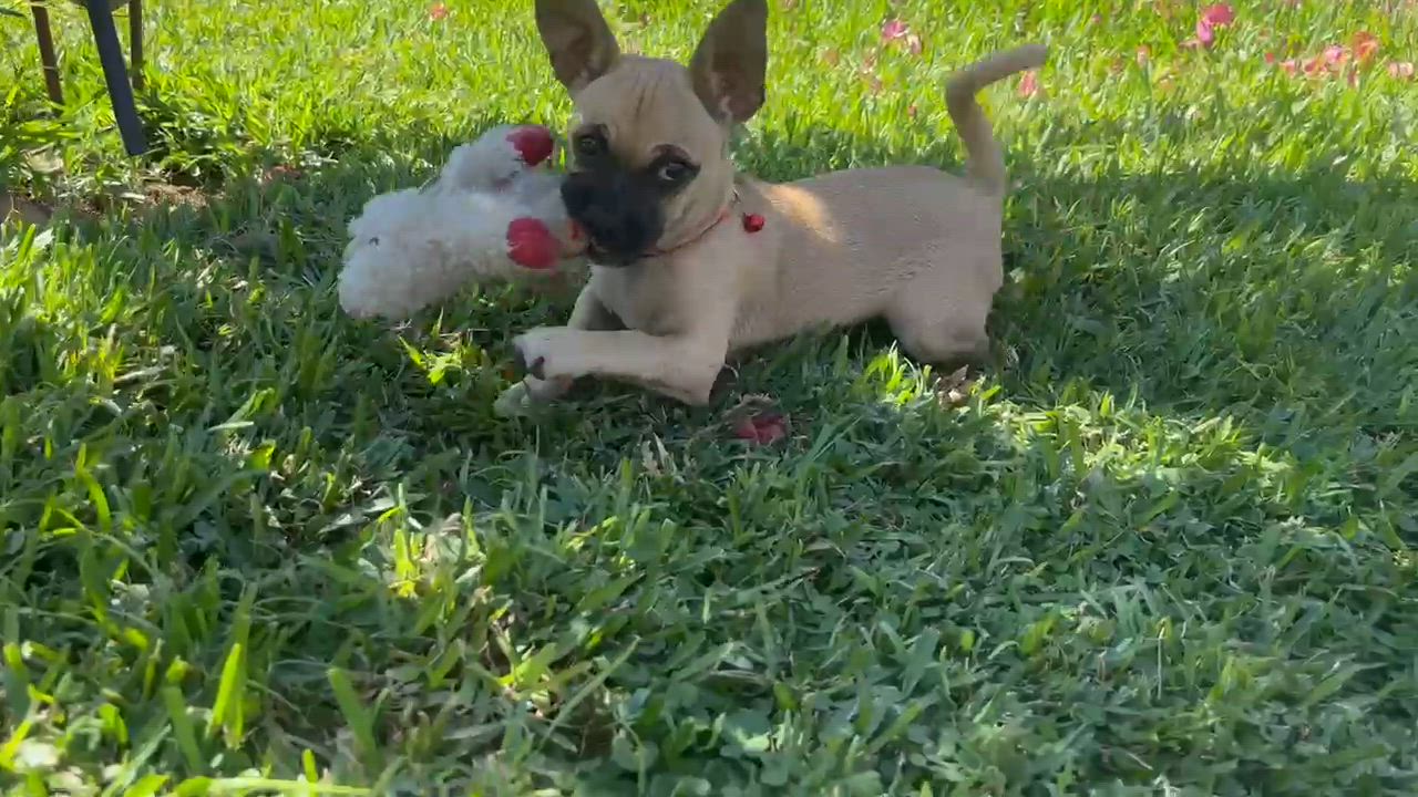 Enlarge Fiona, an adopted mixed breed in Seal Beach, CA video 6/6