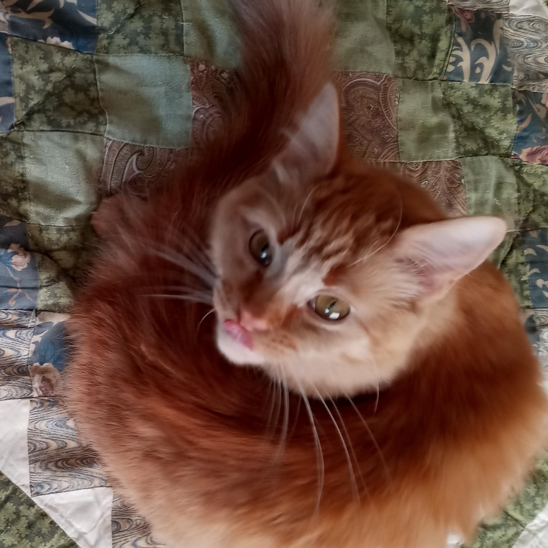 Enlarge Ariel, a Adopted Tabby in Laurelville, OH image 1/6