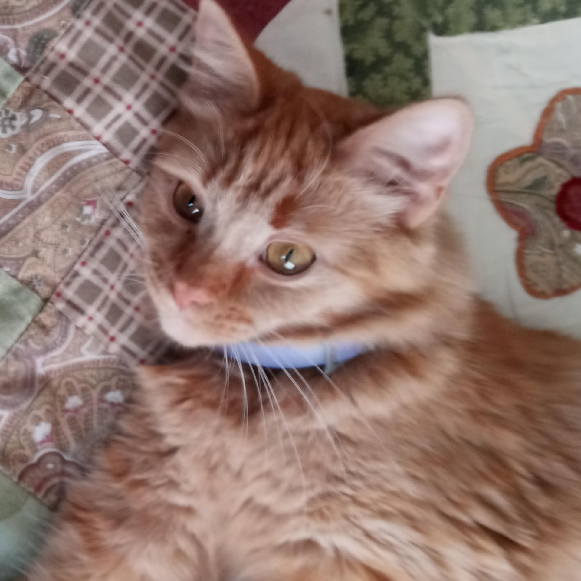 Enlarge Ariel, a Adopted Tabby in Laurelville, OH image 5/6