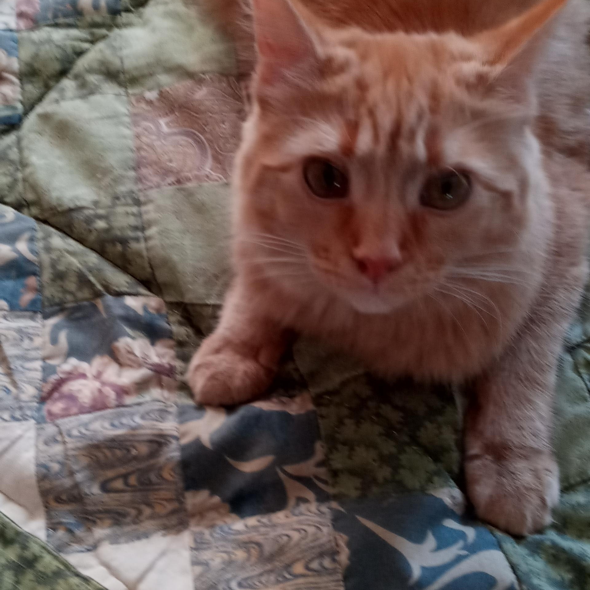 Enlarge Ariel, a Adopted Tabby in Laurelville, OH image 3/6