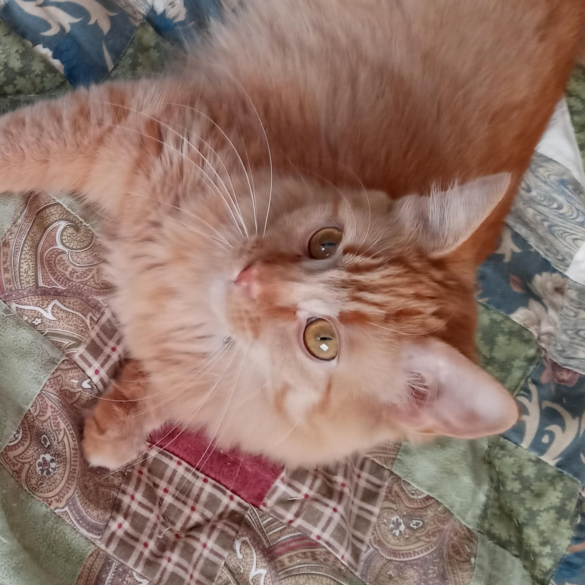 Enlarge Ariel, a Adopted Tabby in Laurelville, OH image 6/6