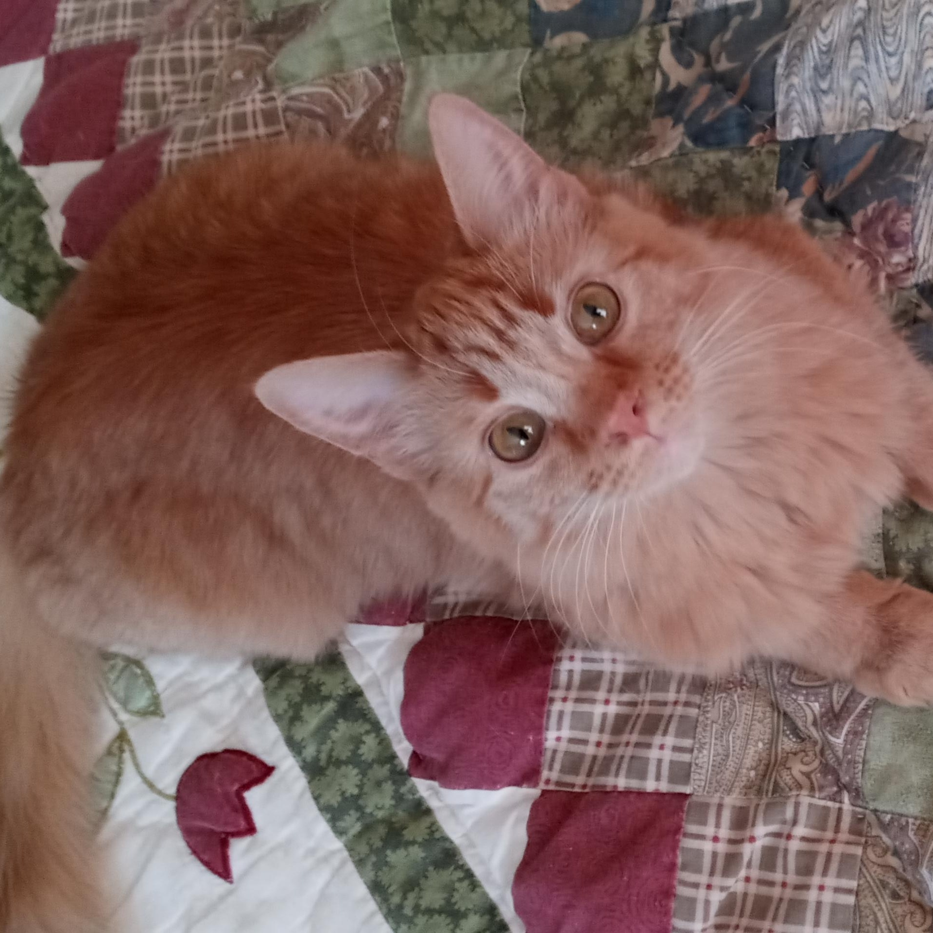 Enlarge Ariel, a Adopted Tabby in Laurelville, OH image 4/6