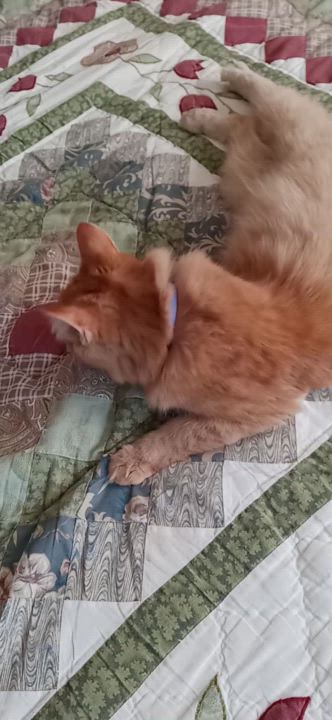 Enlarge Ariel, a Adopted Tabby in Laurelville, OH video 2/6